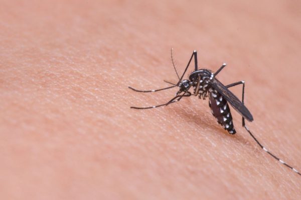 MOSQUITO NUEVO LEÓN